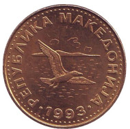 Монета 50 дени. 1993 год, Македония. Из обращения. Чайка. Монета 50 дени. 1993 год, Македония. Из обращения. Чайка.