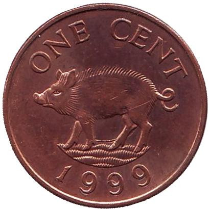 Монета 1 цент, 1999 год, Бермудские острова. Поросенок.