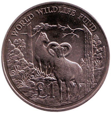 Монета 1 фунт. 1986 год, Кипр. 25 лет Всемирному фонду дикой природы. Кипрский муфлон.