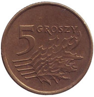 Монета 5 грошей. 1998 год, Польша. Дубовые листья. Монета 5 грошей. 1998 год, Польша. Дубовые листья.