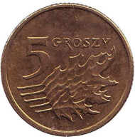 Монета 5 грошей. 2004 год, Польша. Дубовые листья. Монета 5 грошей. 2004 год, Польша. Дубовые листья.