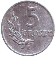 Монета 5 грошей. 1949 год, Польша. (алюминий). Монета 5 грошей. 1949 год, Польша. (алюминий).