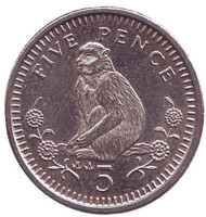 Монета 5 пенсов. 1991 год, Гибралтар. Варварийская обезьяна. (AA).